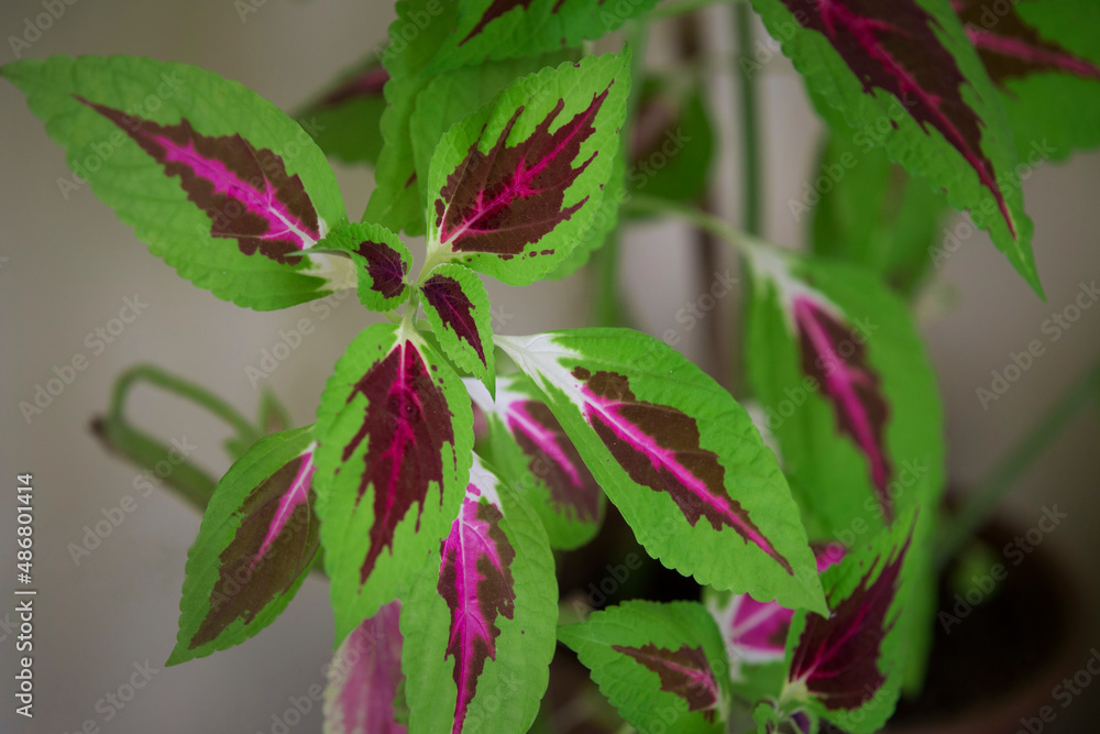 Rainbow Coleus inside a room, illuminated with sunlight. Rainbow Coleus inside a room, illuminated with sunlight.