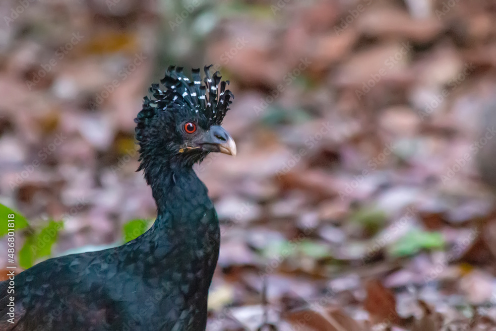 Obraz premium close up of a curassow female