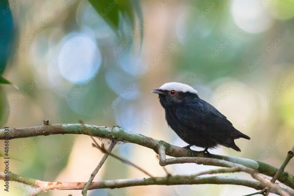 Obraz premium White-crowned Manakin