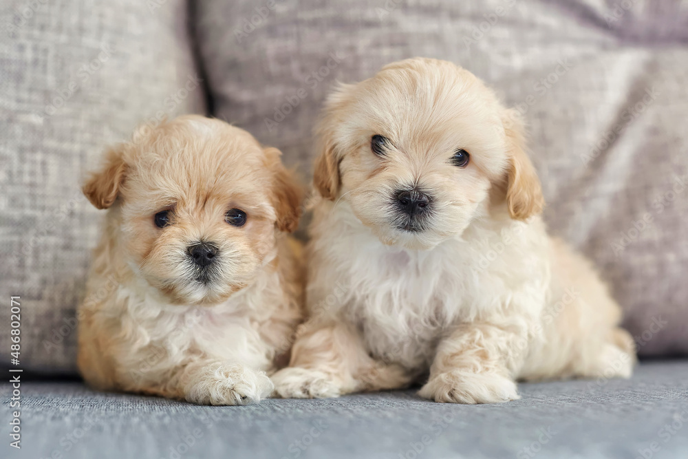 two sitting brown puppies maltipoo look into the camera two sitting brown puppies maltipoo look into the camera