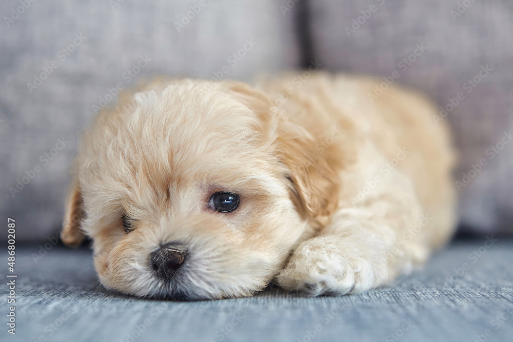 brown puppy maltipoo. a close-up photo of a lying dog brown puppy maltipoo. a close-up photo of a lying dog