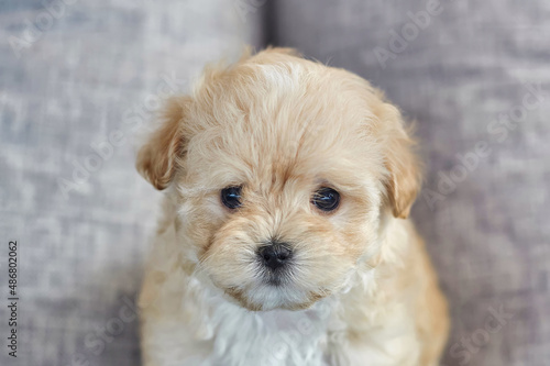 charming brown puppy maltipoo looks at the camera