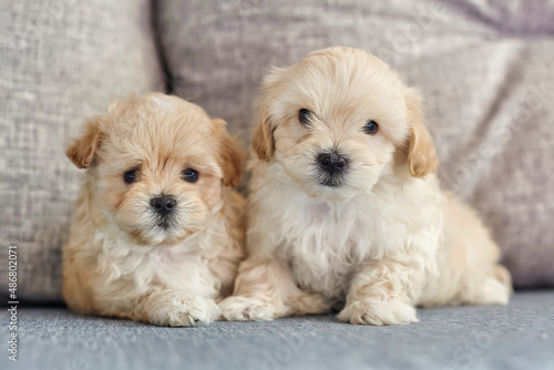 two sitting brown puppies maltipoo look into the camera