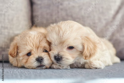 two very small maltipoo puppies lying side by side