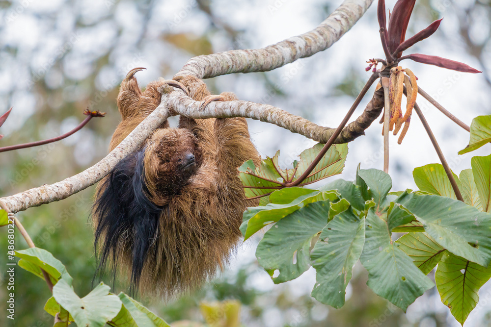 Obraz premium maned sloth