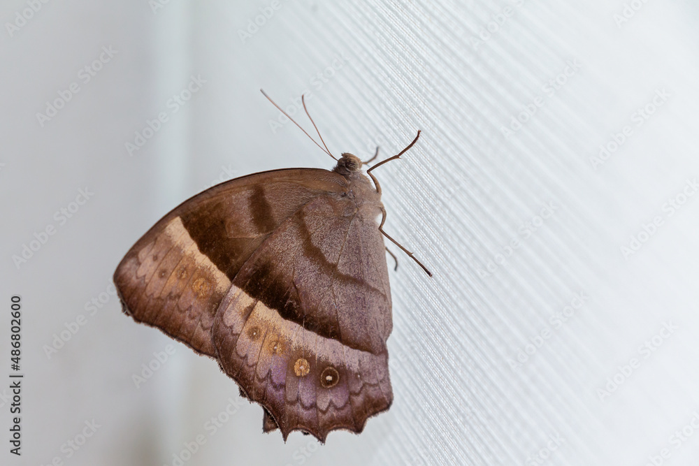 Fototapeta premium butterfly on the curtain