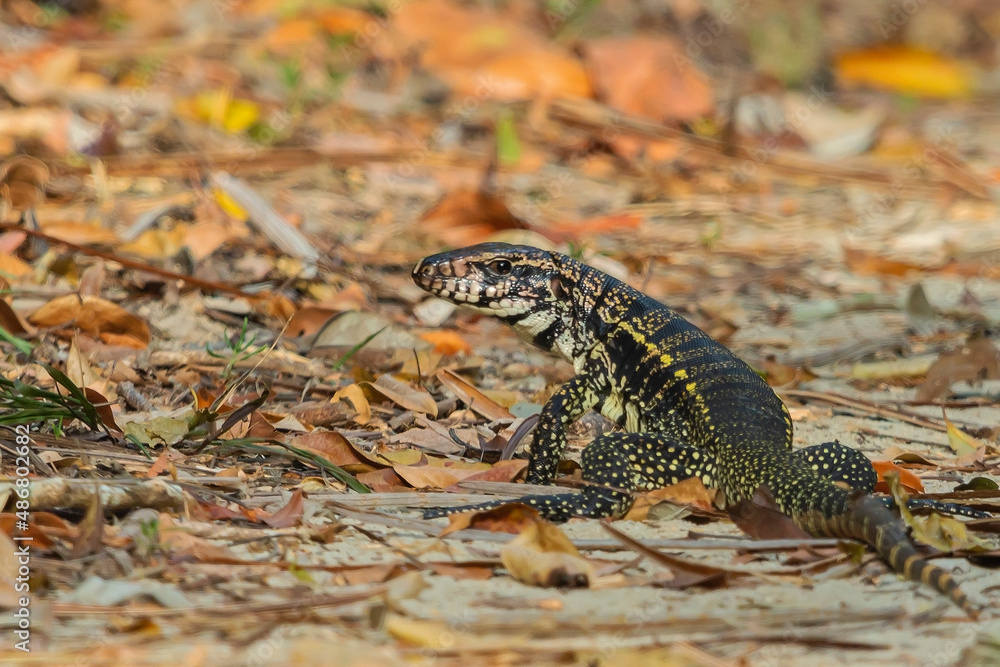 Fototapeta premium Argentine Black and White Tegu