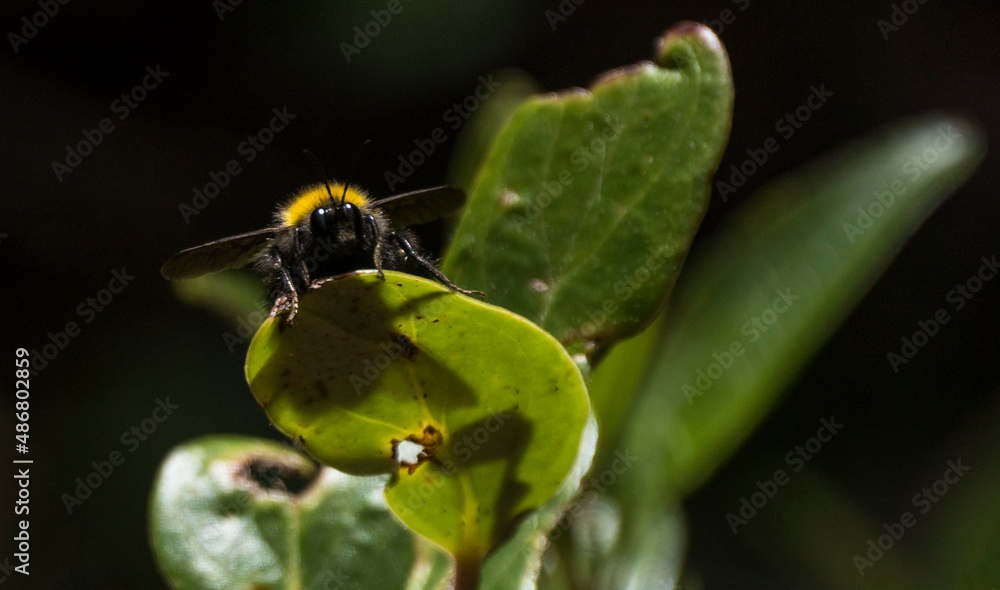 Naklejka premium Abeja8
