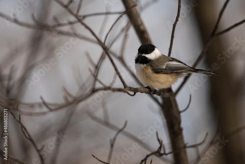 Black Capped Chickadee