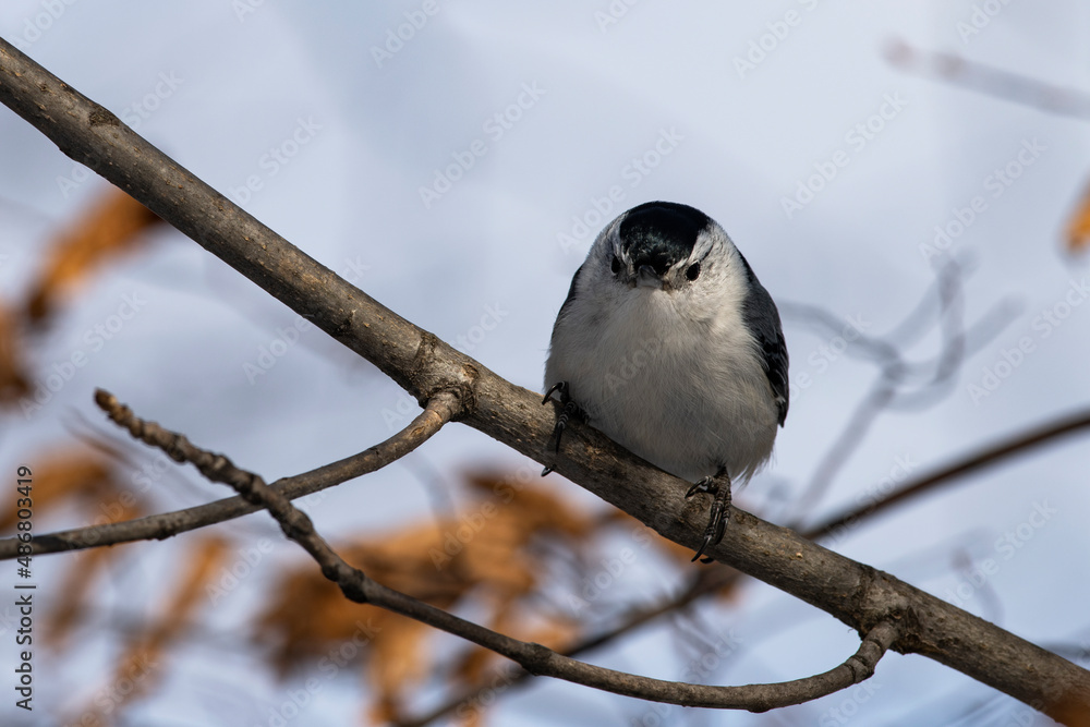 Fototapeta premium White-breasted nuthatch