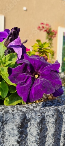 purple velvet flower