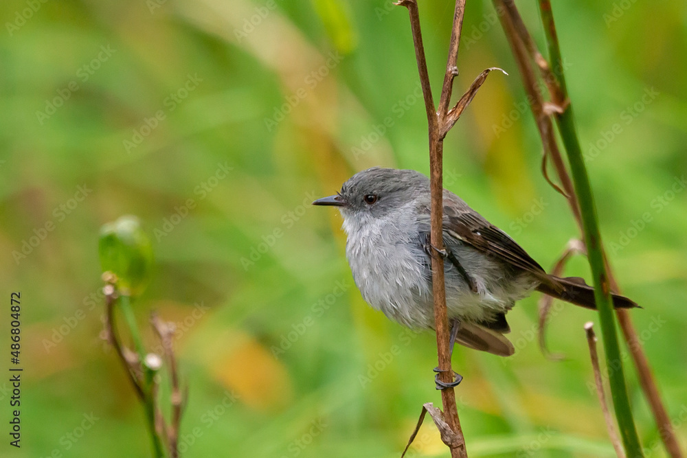 Sooty Tyrannulet