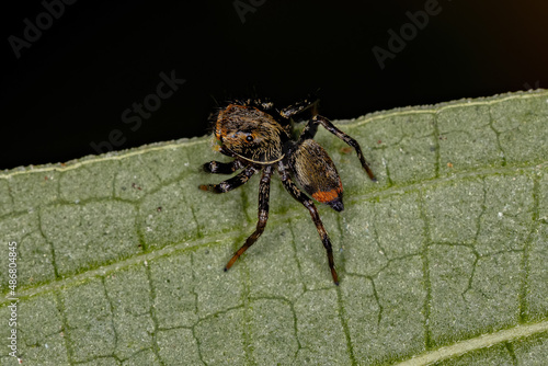 Small Jumping spider photo