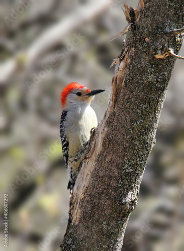 A red-bellied woodpecker pecking on a trunk