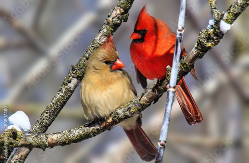 A pair of cardinals perching on tree branch