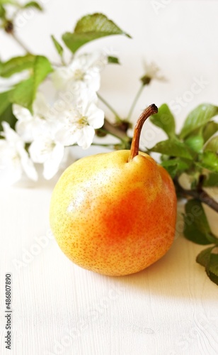 Wallpaper Mural pear yellow with red side, pear variety trout, beautiful juicy pears organic, beautiful fresh fruits, copy space, space for text Torontodigital.ca