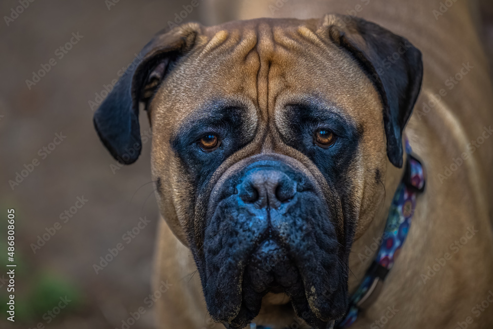  2022-02-11 PORTRAIT OF A FULLGROWN BULLMASTIFF WITH BRIGHT EYES AND A BLURRY MUZZEL AND BACKGROUND.