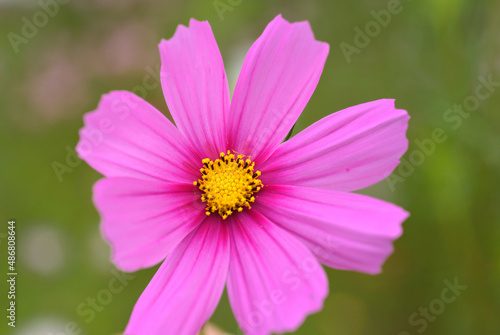 Close-up of rose cosmos flowers