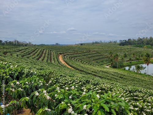 coffee plantation in bloom