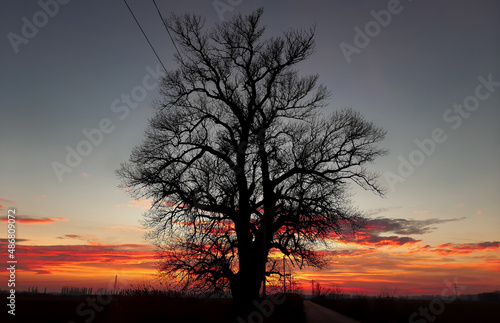 Lonely Tree on sunset - country road