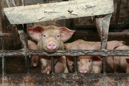 Photography Young dirty piglets on a pig farm