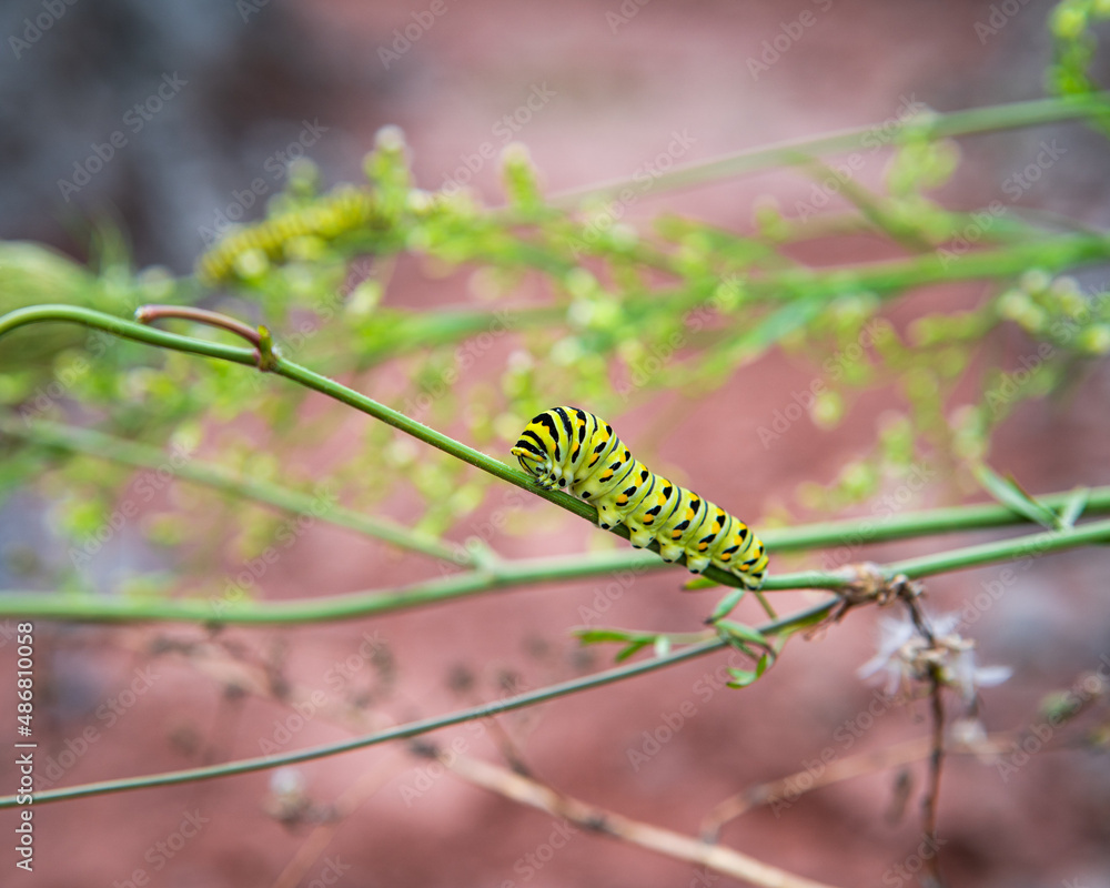 Fototapeta premium caterpillar on a branch