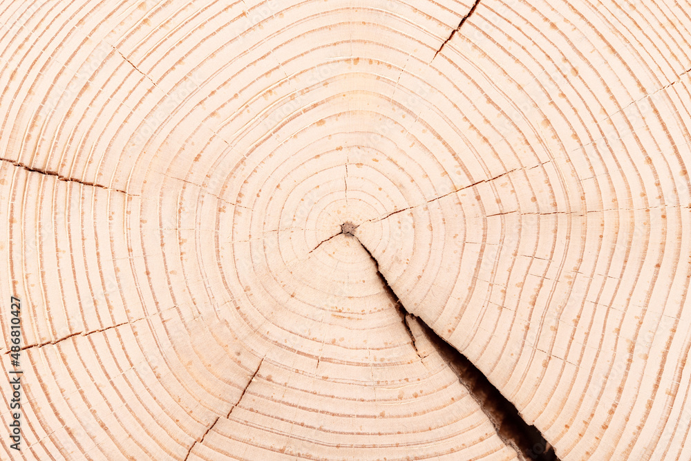 light table from a cut of trunk with annual rings. wood stump texture light table from a cut of trunk with annual rings. wood stump texture