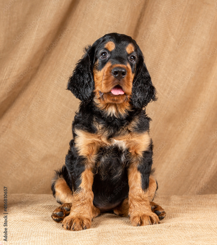 Adorable gordon Scottish setter puppy sitting on a burlap background and looking at the camera.