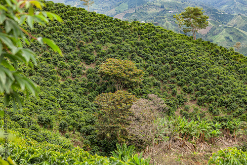 Colombian coffe landscape © andresnaviapaz