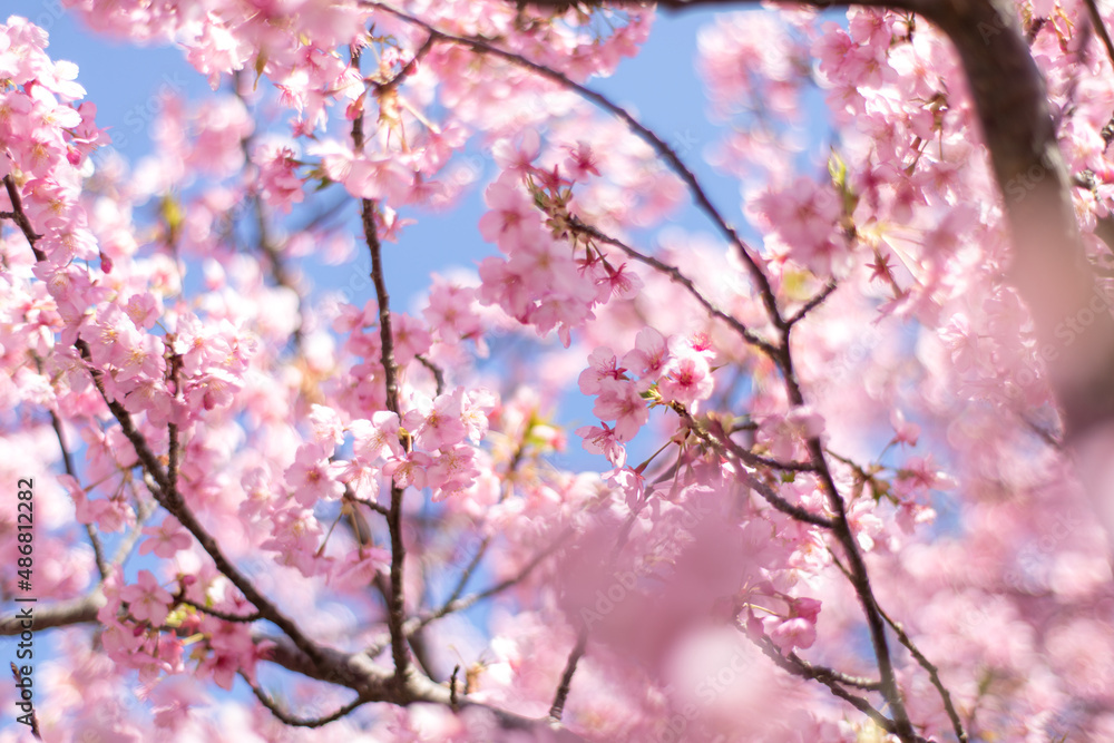 河津桜の風景