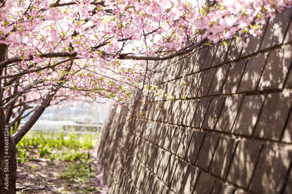 Fototapeta premium 河津桜の風景