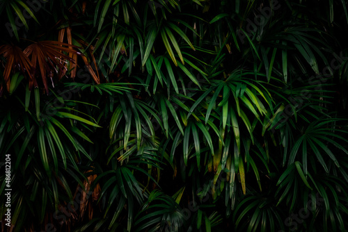 Fototapeta Naklejka Na Ścianę i Meble -  Leaves in the forest Beautiful nature background of vertical garden with tropical green leaf