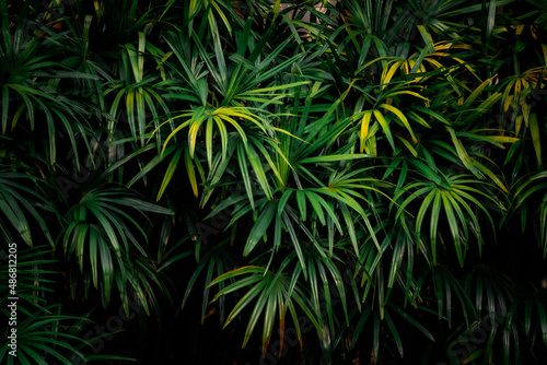 Leaves in the forest Beautiful nature background of vertical garden with tropical green leaf