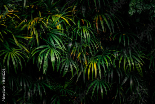 Leaves in the forest Beautiful nature background of vertical garden with tropical green leaf © chalermphon