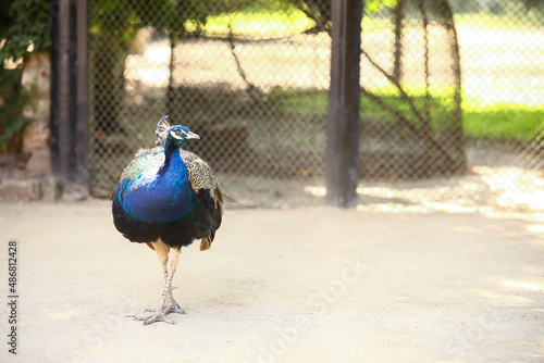 Beautiful peacock in zoolog...