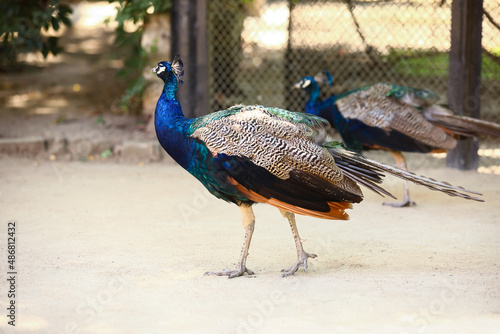 Beautiful peacock in zoolog...