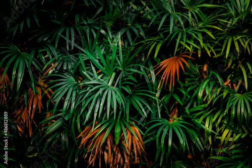 Leaves in the forest Beautiful nature background of vertical garden with tropical green leaf