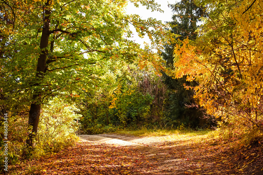 Naklejka premium View of different trees in autumn park