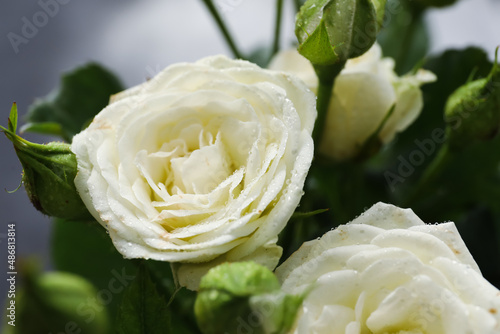 Fresh white rose blooms wit...