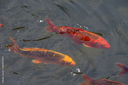 koi fish swimming in the pond © youm