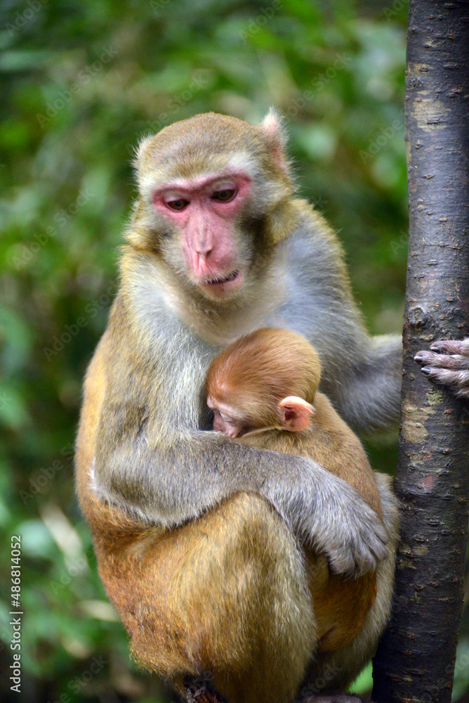 mother and baby,japanese macaque sitting on a tree mother and baby,japanese macaque sitting on a tree