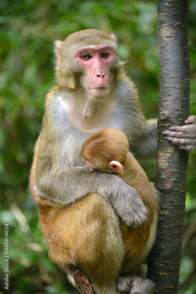 japanese macaque sitting on a tree japanese macaque sitting on a tree