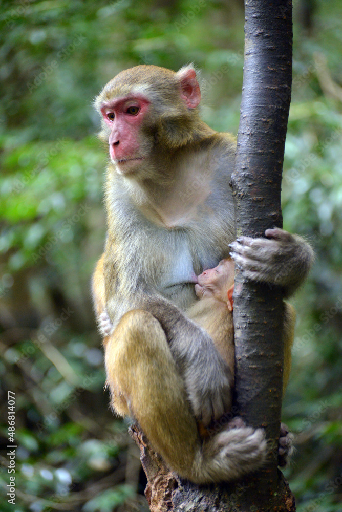 japanese macaque sitting on a tree japanese macaque sitting on a tree