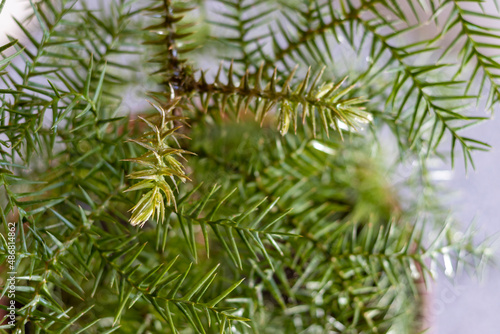 Araucaria Queensland pine tree closeup photo