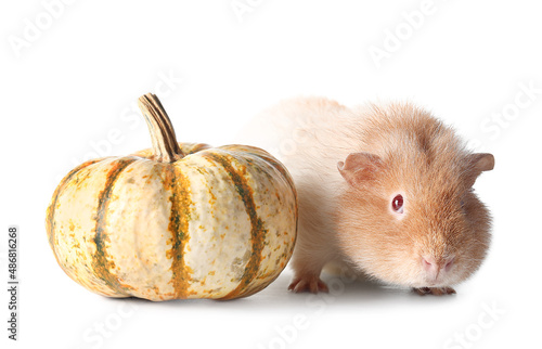 Funny Guinea pig with pumpk...