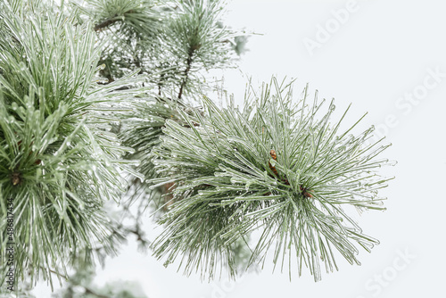 Icy pine tree branches outdoors