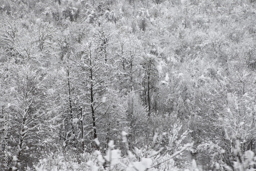 Winter in the Balkans. Snow covered trees. 