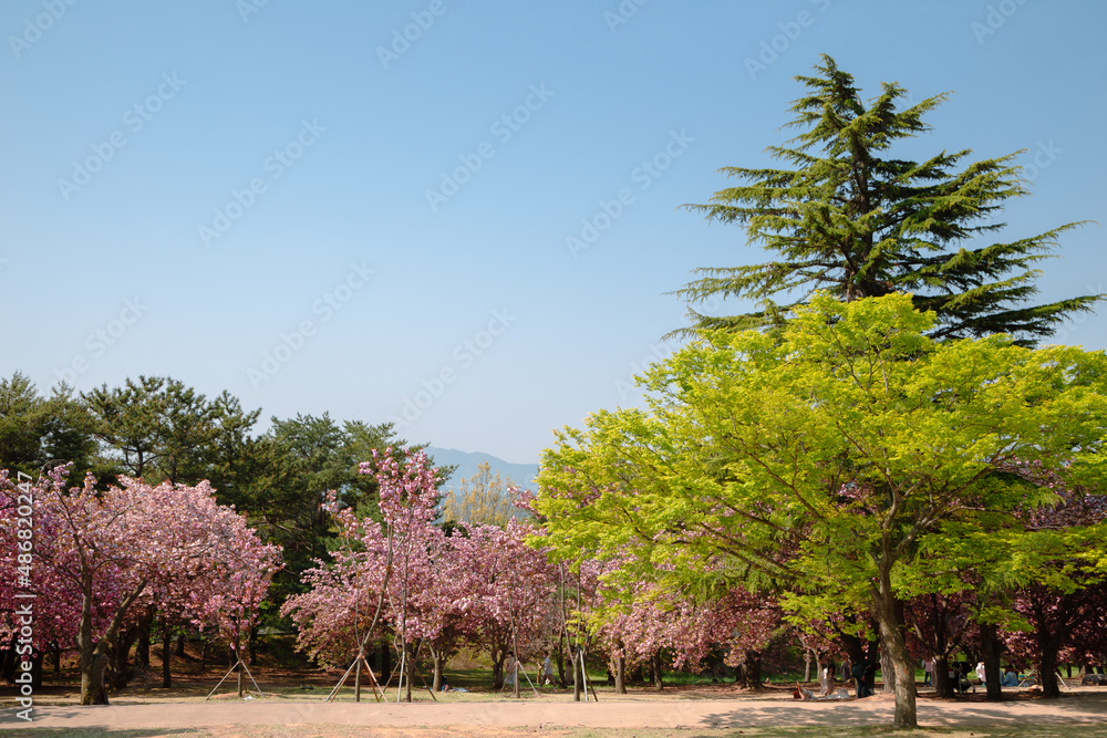 Bulguksa Temple spring cherry blossoms garden in Gyeongju, Korea
