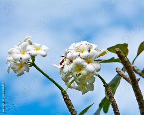 Obraz w ramie tree blossom