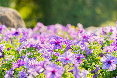 Purple petunia flower blooming field in garden with blurry background & soft sunlight. flowers blooming on softness style in spring summer under sunrise